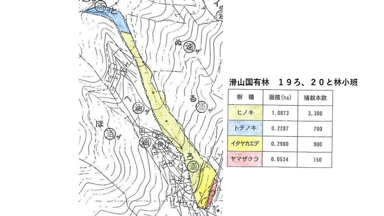 植栽図（滑山国有林　１９ろ、２０と林小班）