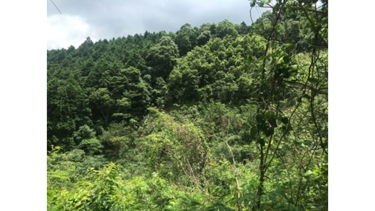 【H28.7撮影】植栽木の消失した部分には侵入木が繁茂