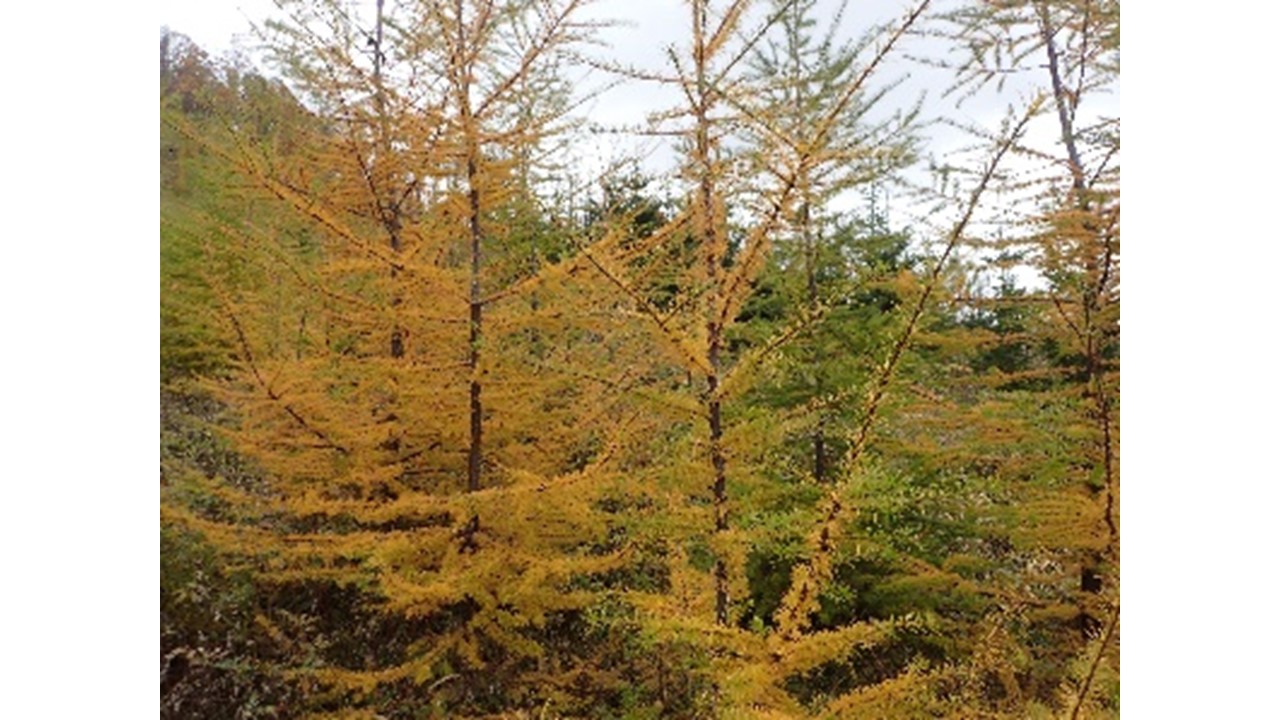 【H30.10撮影】平坦部の植栽木（手前：グイマツ　奥：トドマツ）