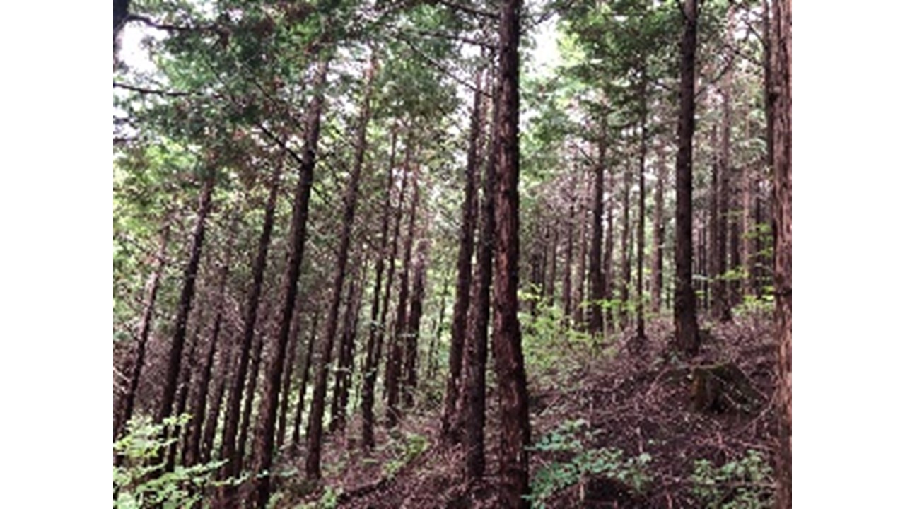 【2019.7撮影】ヒノキの状況（東側区域）