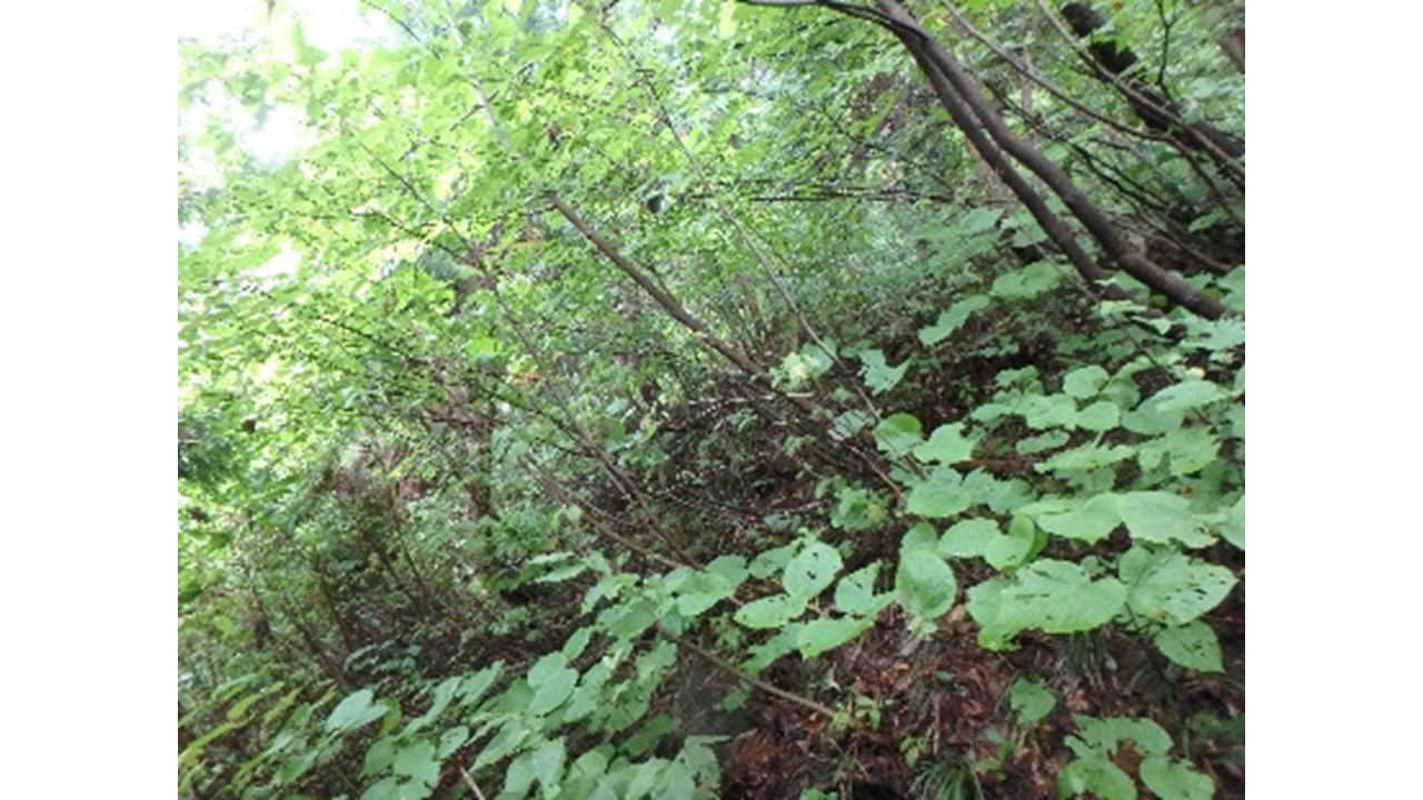 【H28.9撮影】林地は重層的に植生が被覆