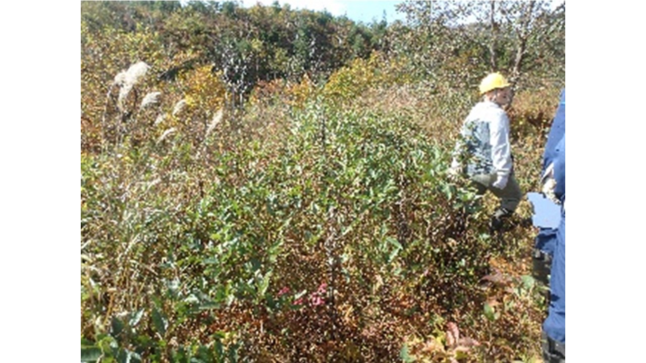 【H28.10撮影】湿地化している部分