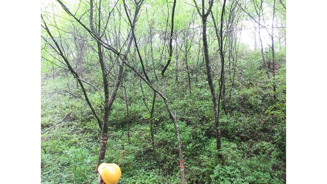 【H28.4撮影】イロハモミジの林内は適度な照度