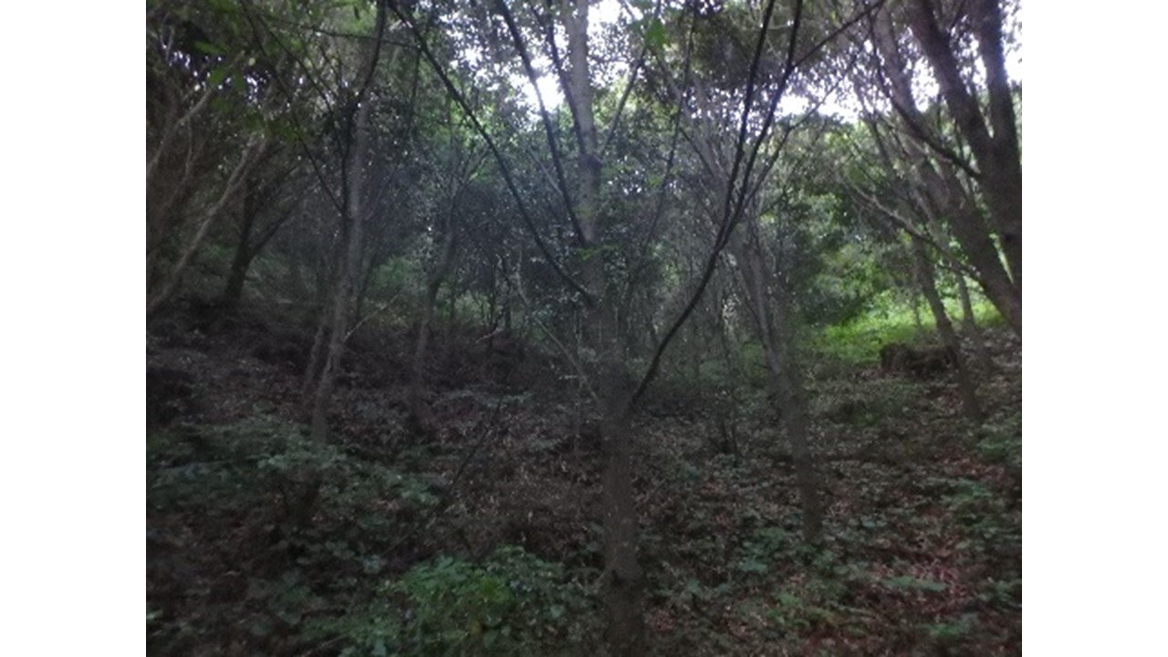【H28.7撮影】イチイガシがまとまって残存。高さ10メートル程度の立木でうっそうとした森になってきている状況。