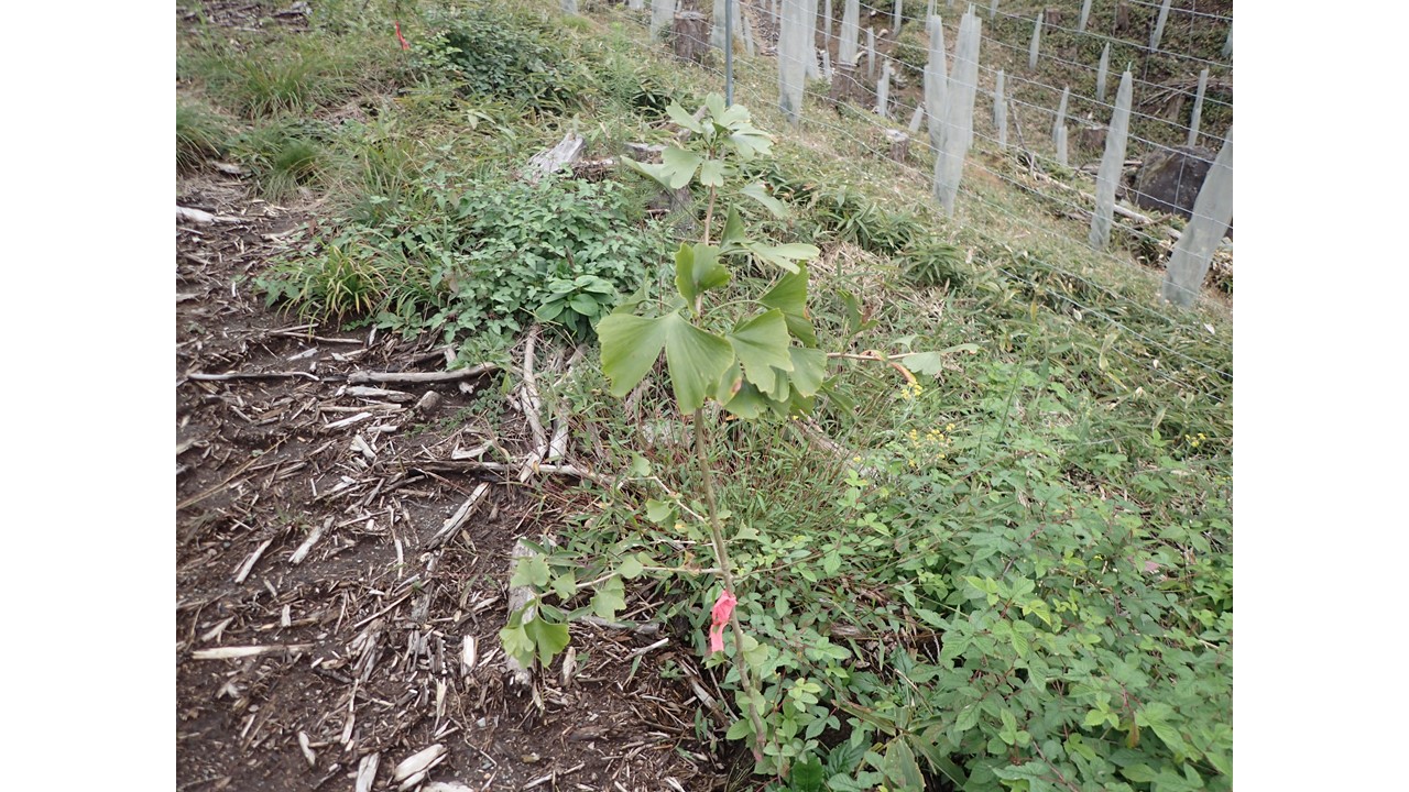 植栽したイチョウ