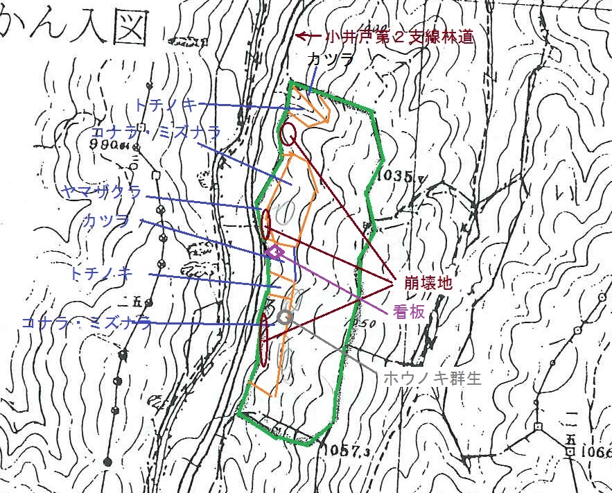 植栽位置図　カツラ（8-10cm、6-7m）、トチノキ（8-10cm、6-8m）の残存は悪い。サクラは2本のみ確認。林道沿いの斜面が断続的に崩壊。