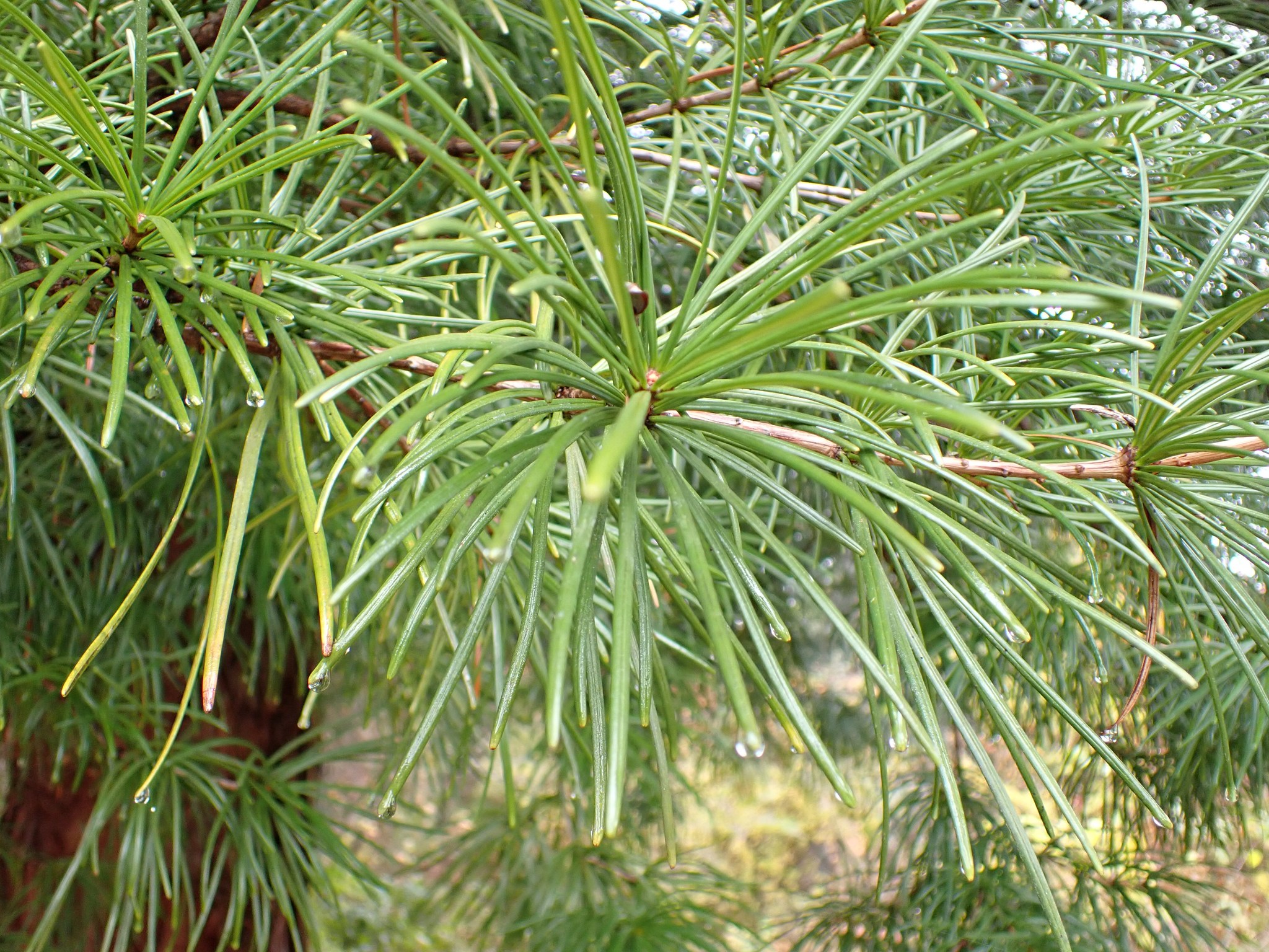 森の植物の歳時記》[239]【ヒマラヤスギ】別名 ヒマラヤシーダ