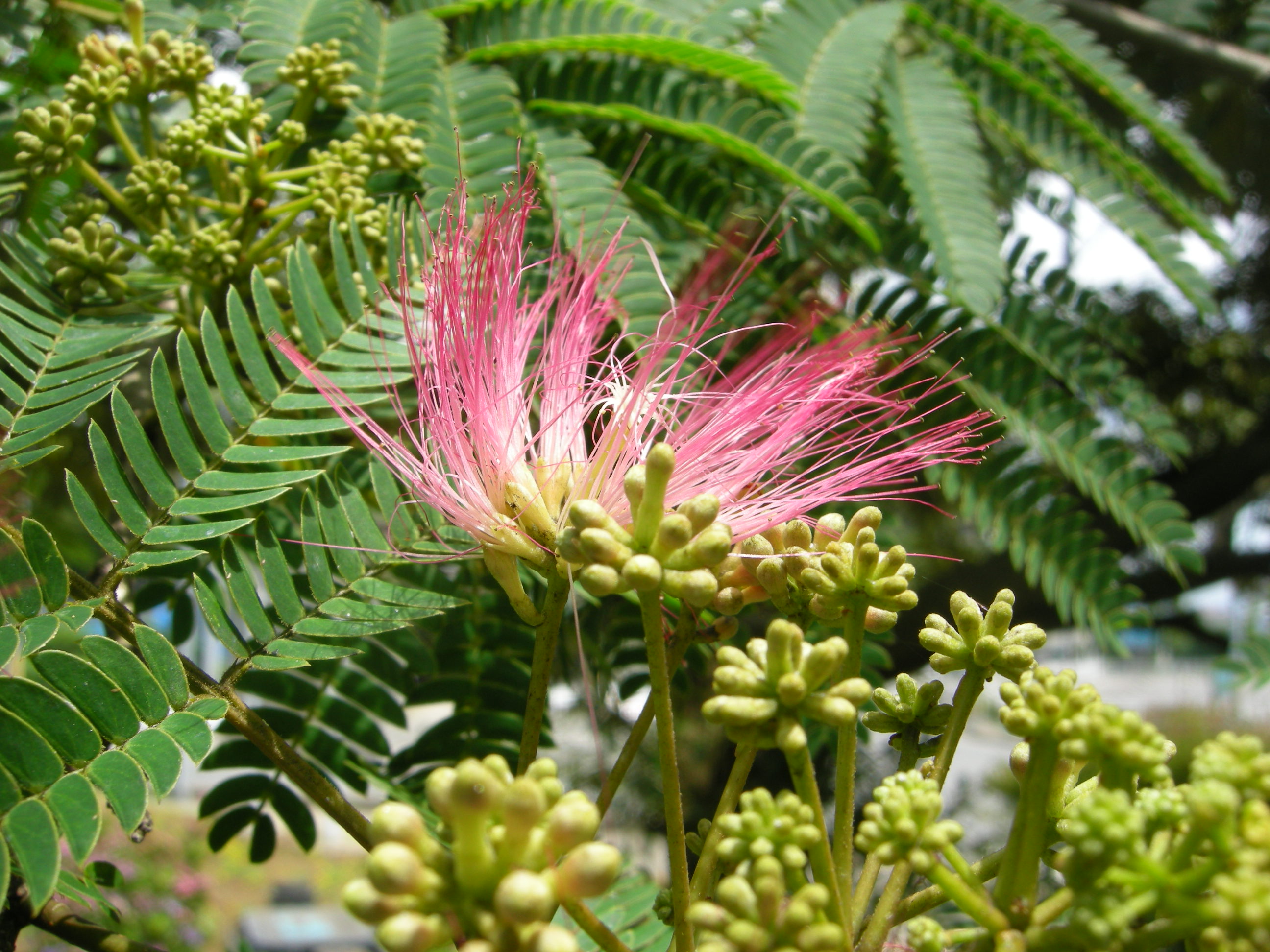 Flowers of All Seasons