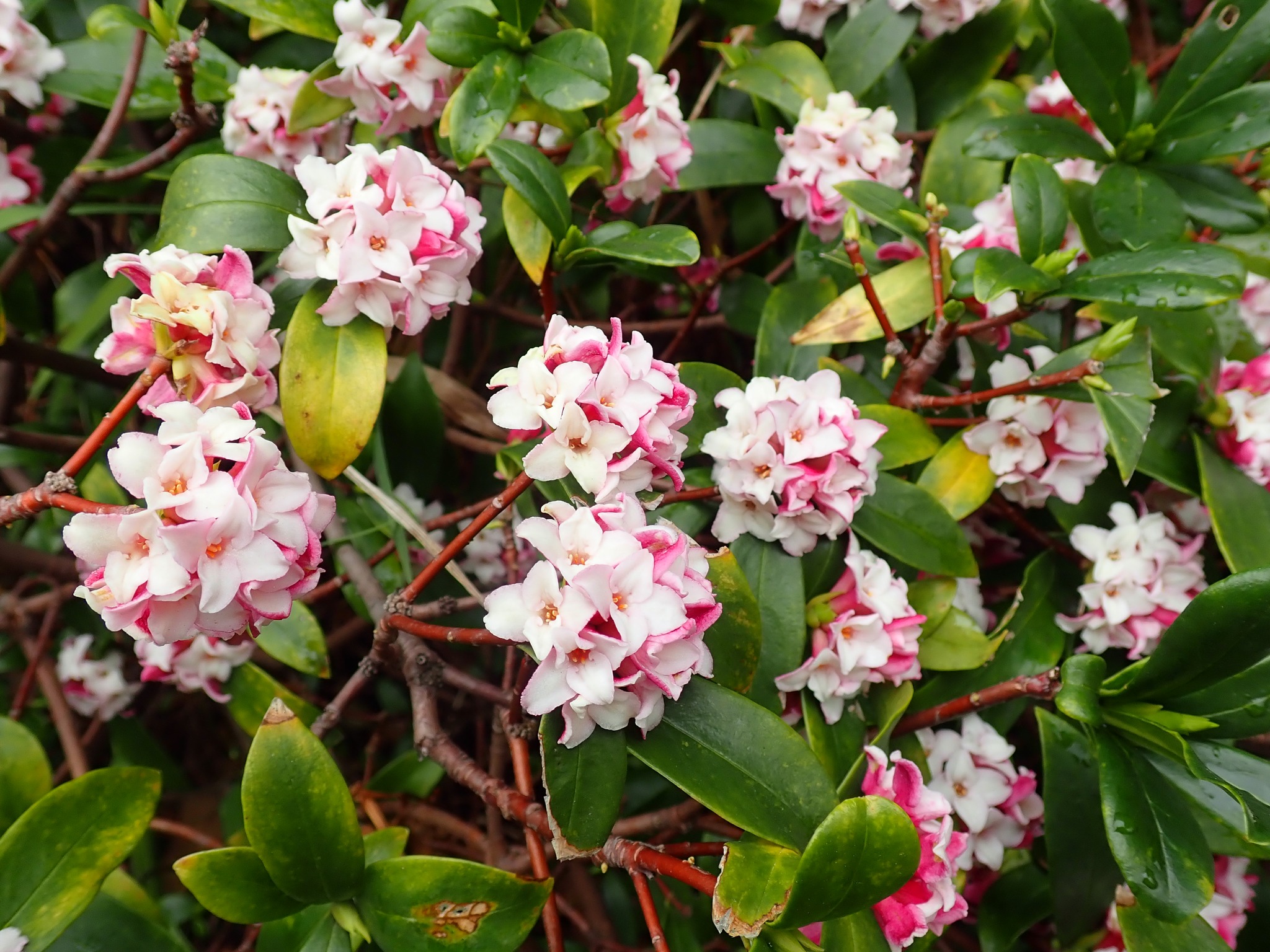 沈丁花 苗 苗木 沈丁花 1株 / 庭木 植木 花木苗 沈丁花苗 沈丁花の苗
