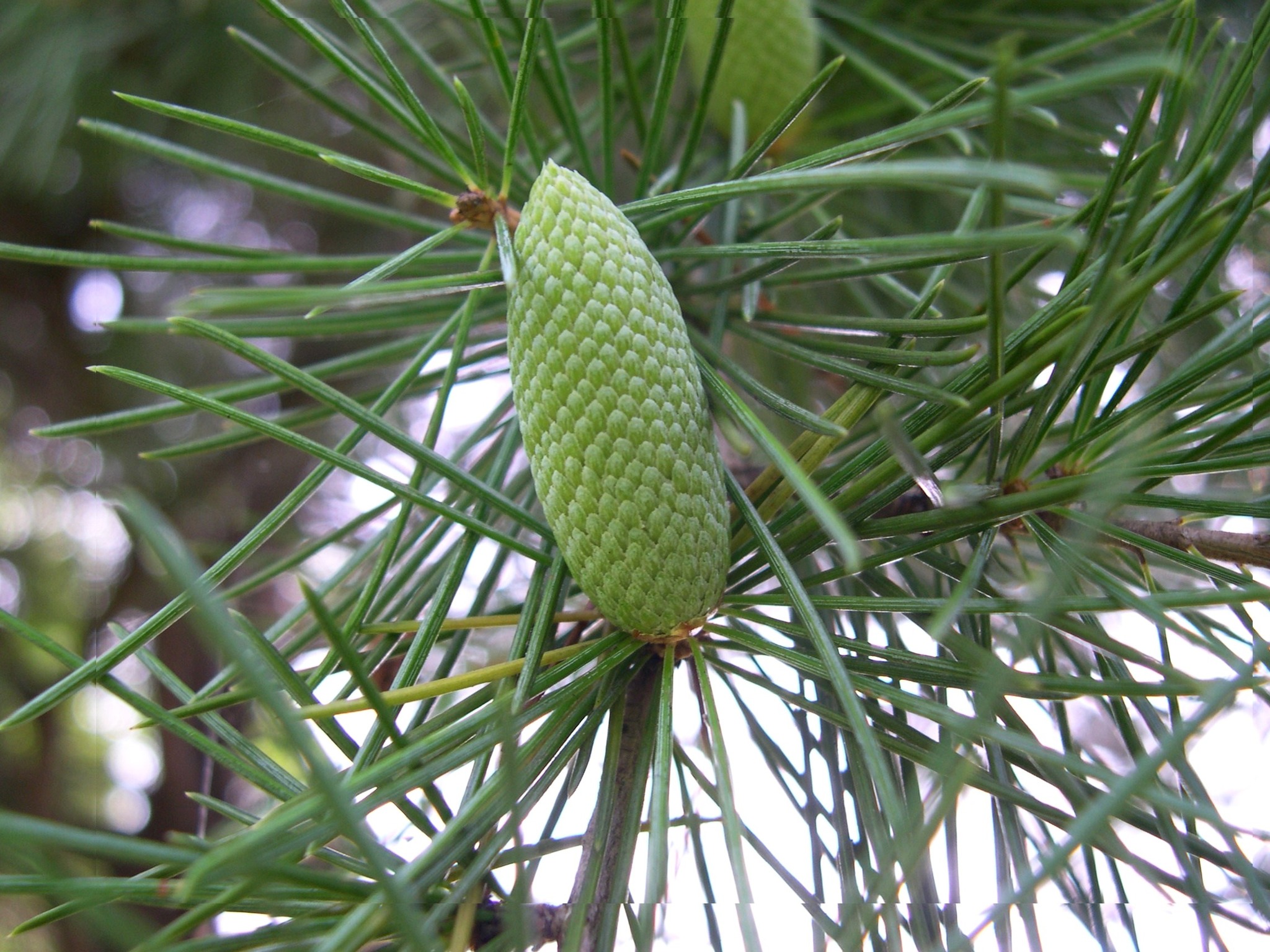 GKZ植物事典・アトラス・シーダー