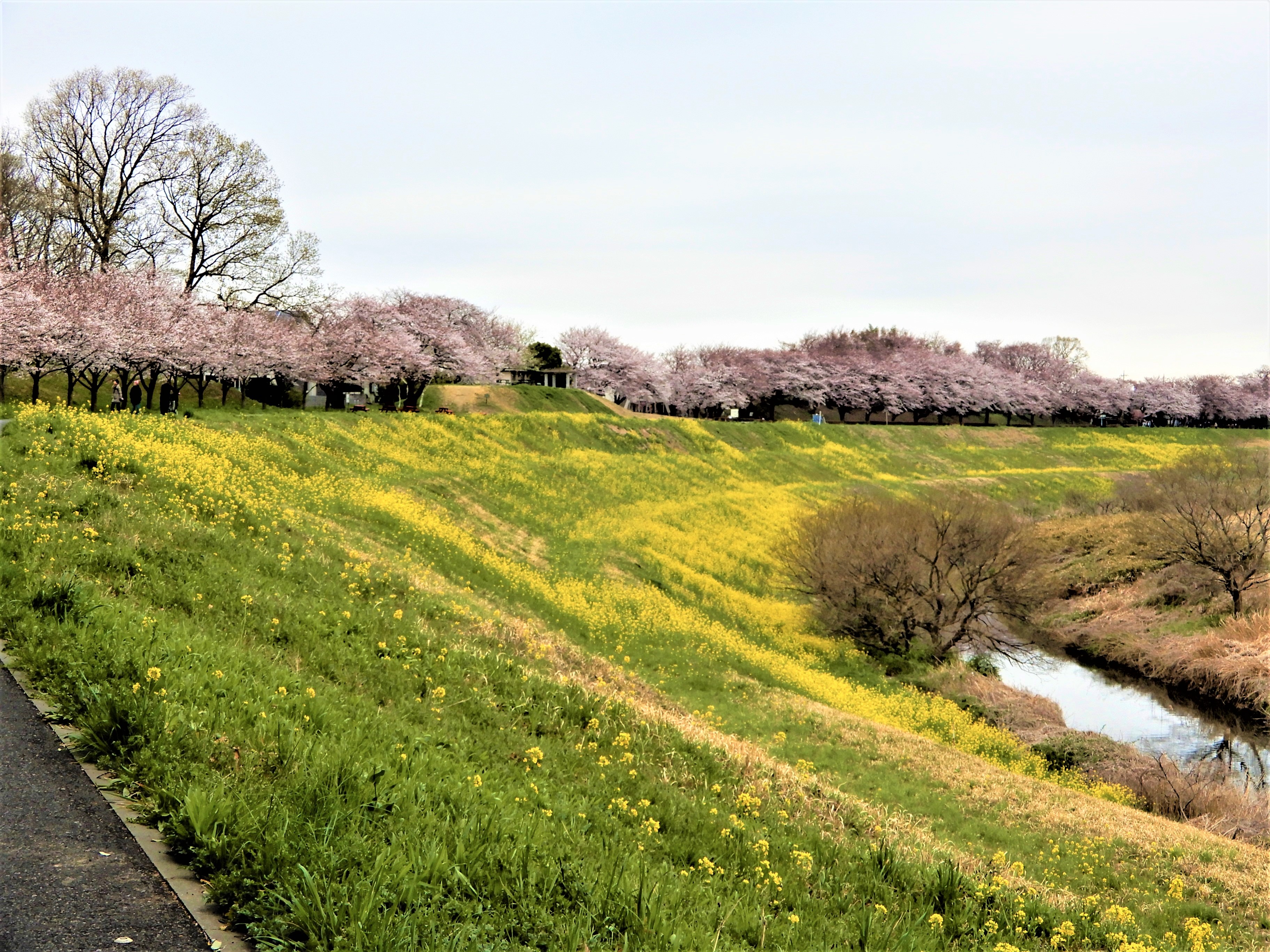 Nゲージ 菜の花畑を走るチビロコ hq720.jpg?sqp=-