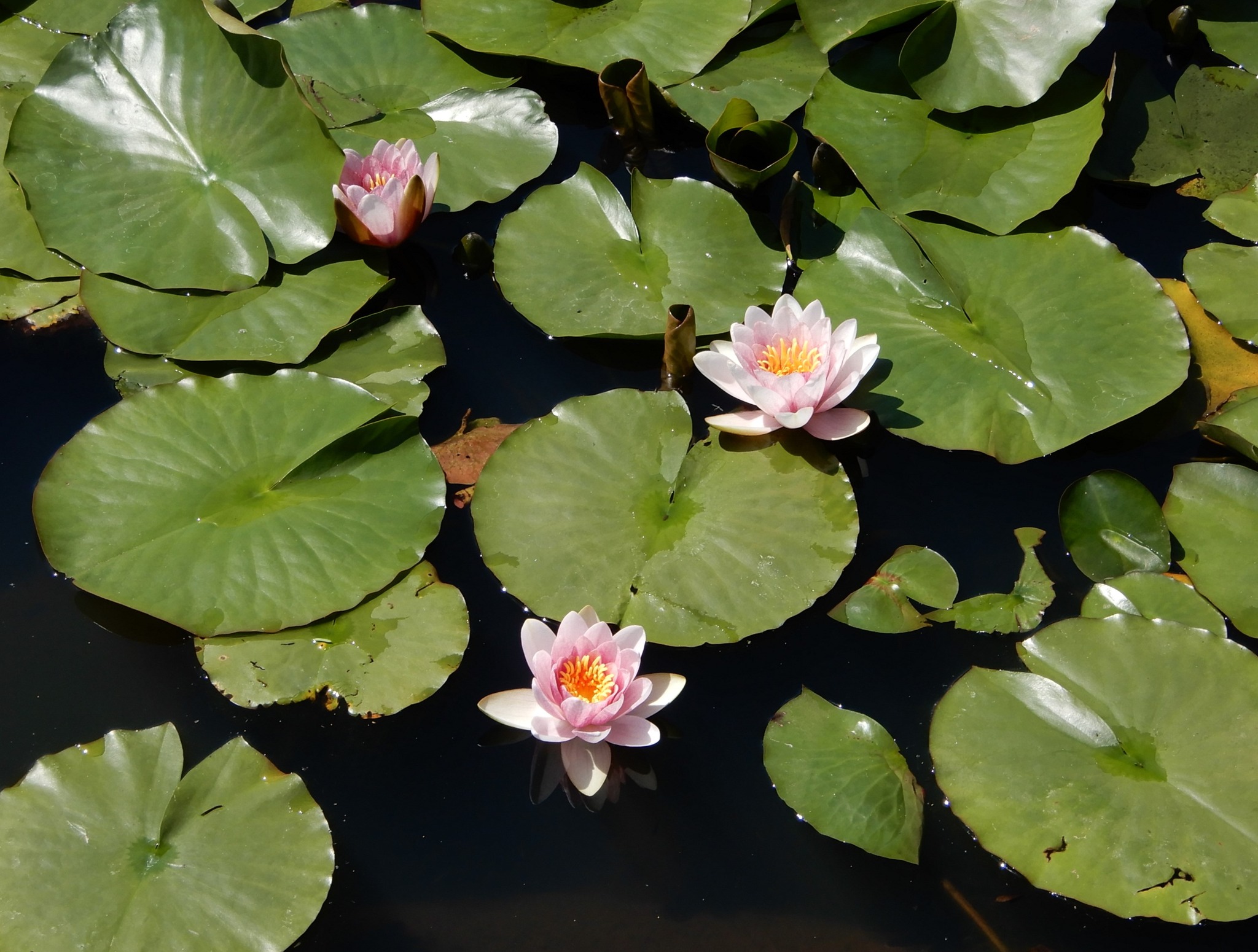 蓮「毎葉蓮」「艶陽天」など開花 | 蘇山蓮園