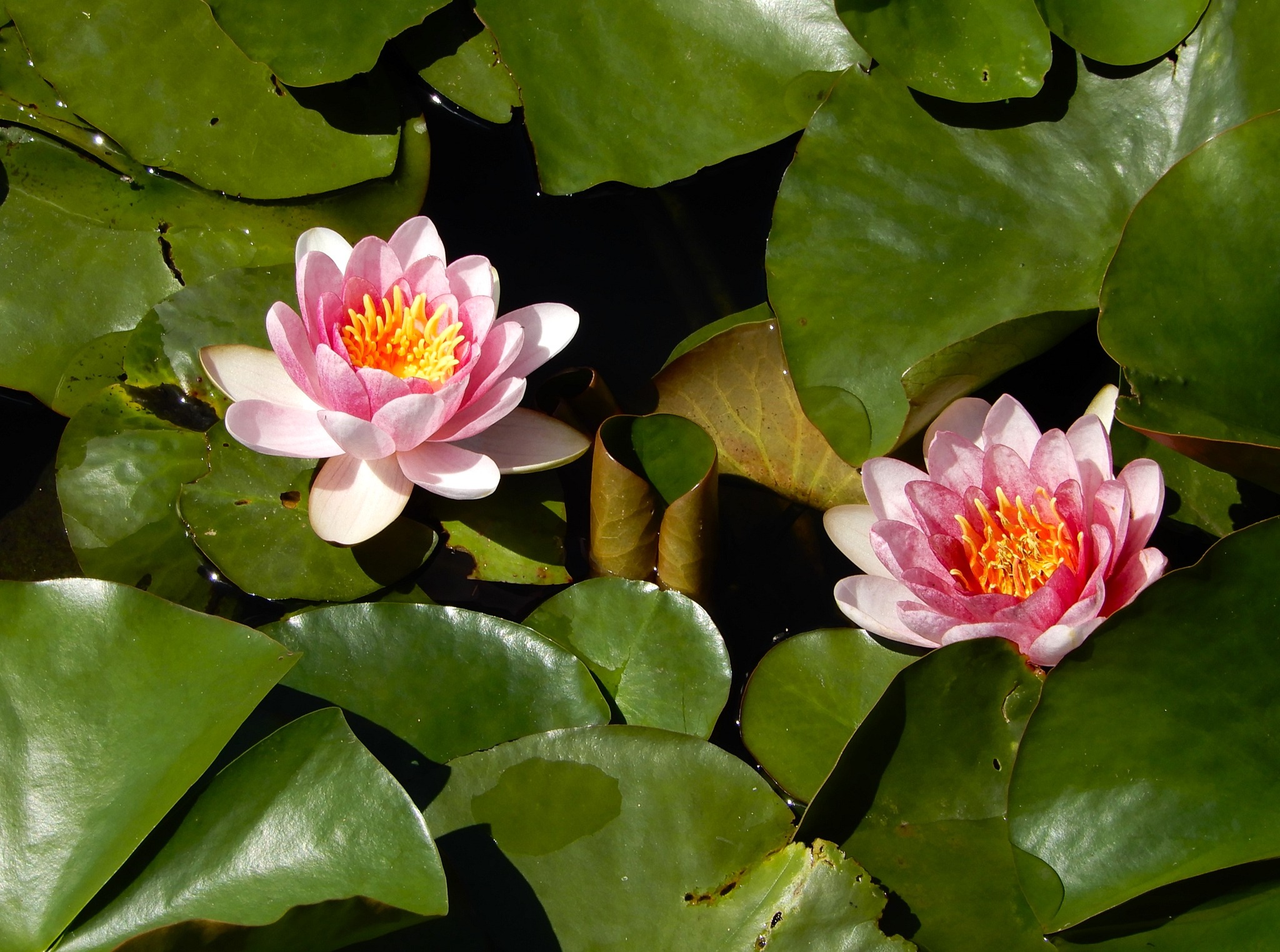 蓮「毎葉蓮」「艶陽天」など開花 | 蘇山蓮園