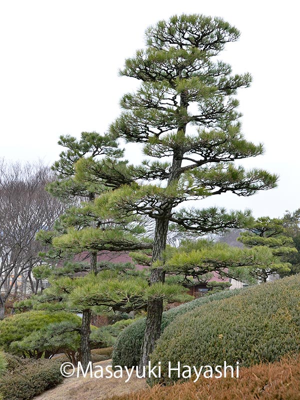 ニッセイ緑のオンライン環境講座④～マツ～(講師：林 将之氏