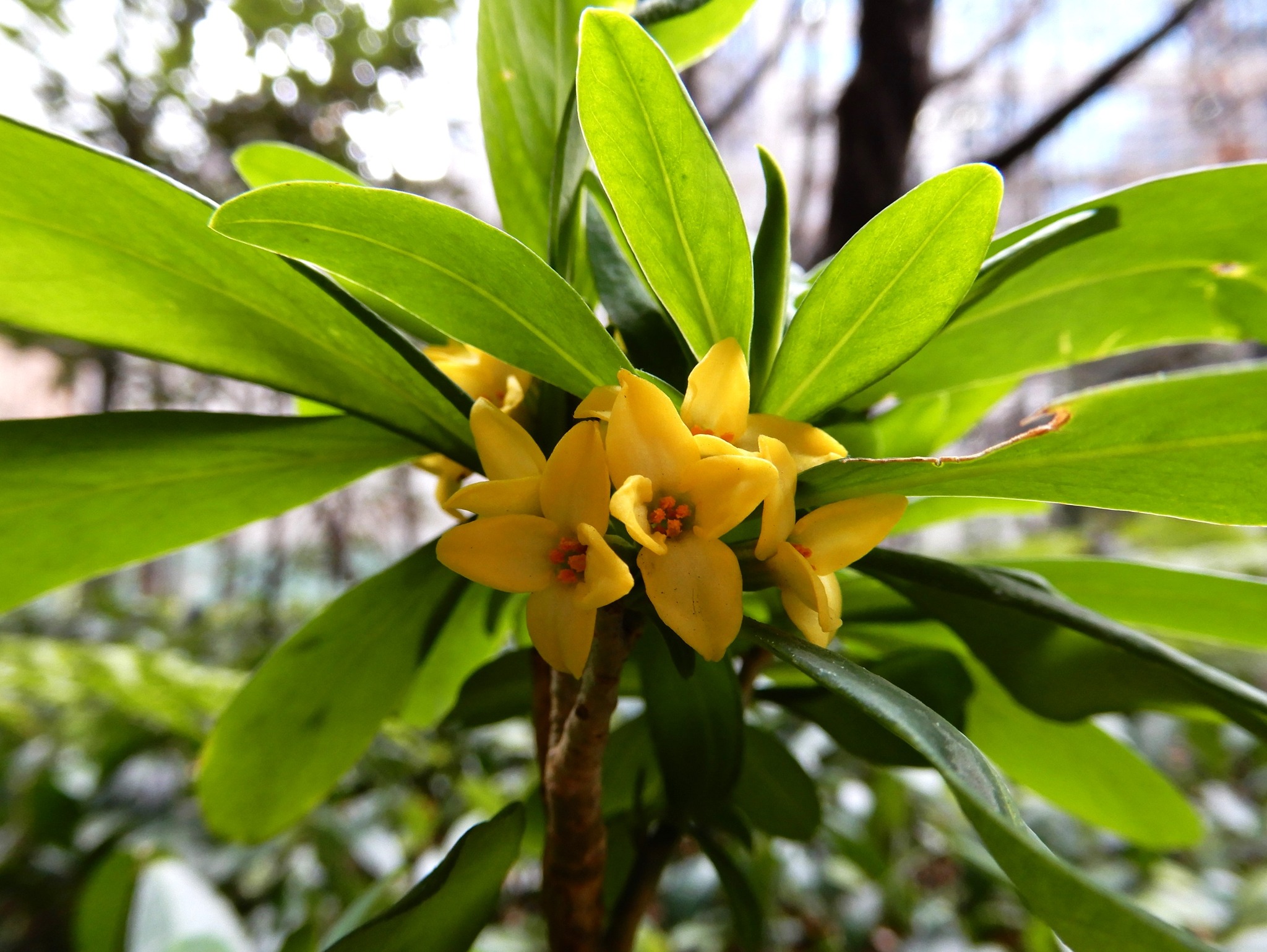 森の植物の歳時記》[268]【ジンチョウゲ（沈丁花）】｜公益財団