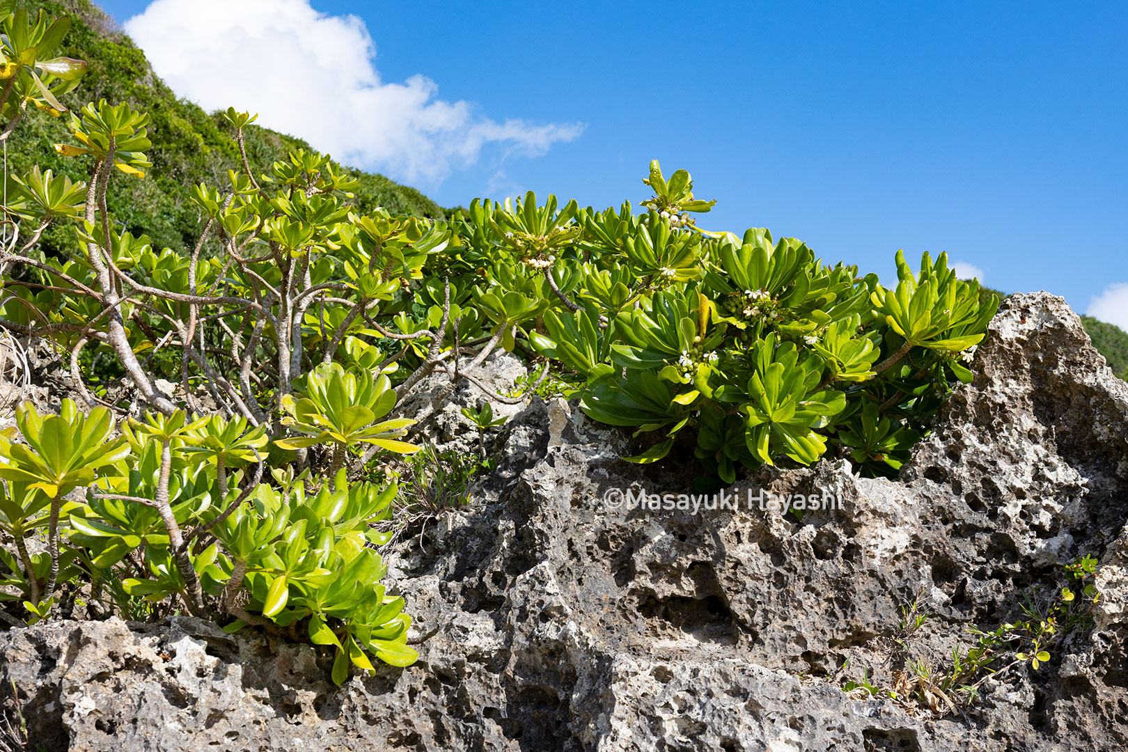 大海海岸的植物花朵 - 免费可商用图片 - CC0素材网
