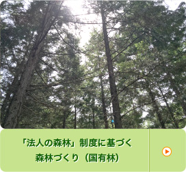 「法人の森林」制度に基づく森林づくり（国有林）