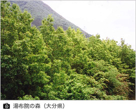 湯布院の森(大分)