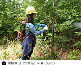 常陸太田（茨城県）の森（枝打）