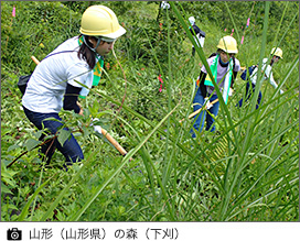 山形（山形県）の森（下刈）