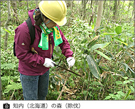 知内(北海道)の森(除伐)