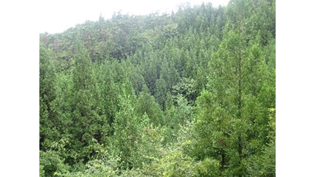 【H29.8撮影】対岸から見た森の全景