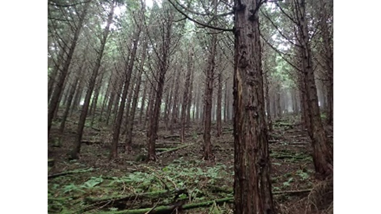 【2019.7撮影】ヒノキの状況①