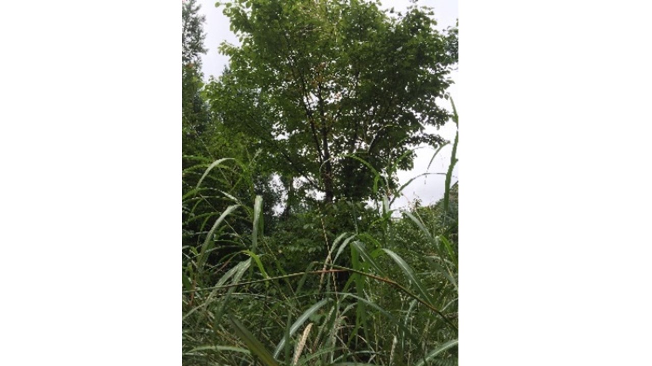【H28.9撮影】植栽木のベニヤマザクラ