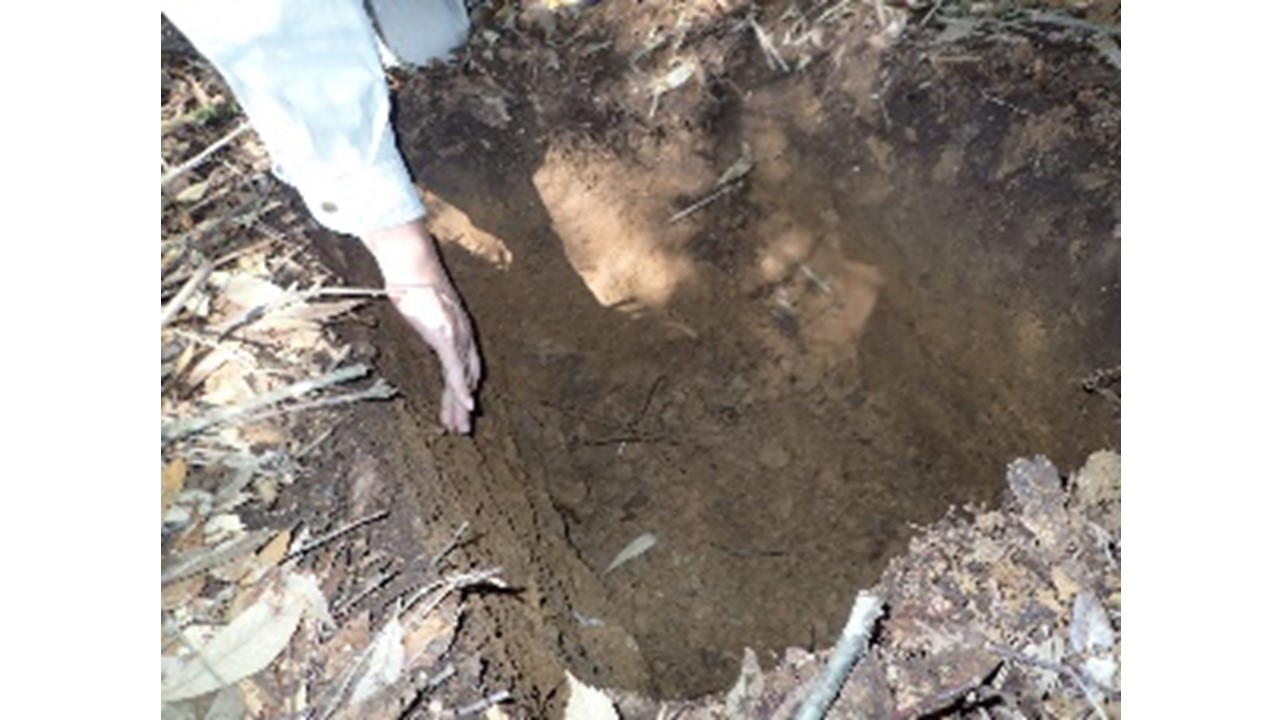 【H31.3撮影】イチイガシ林内の土壌調査
