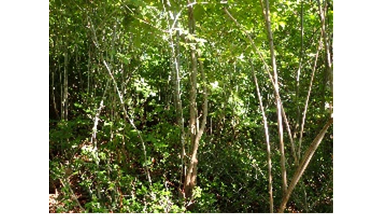 【H30.9撮影】キハダ区域の自然発生木の状況