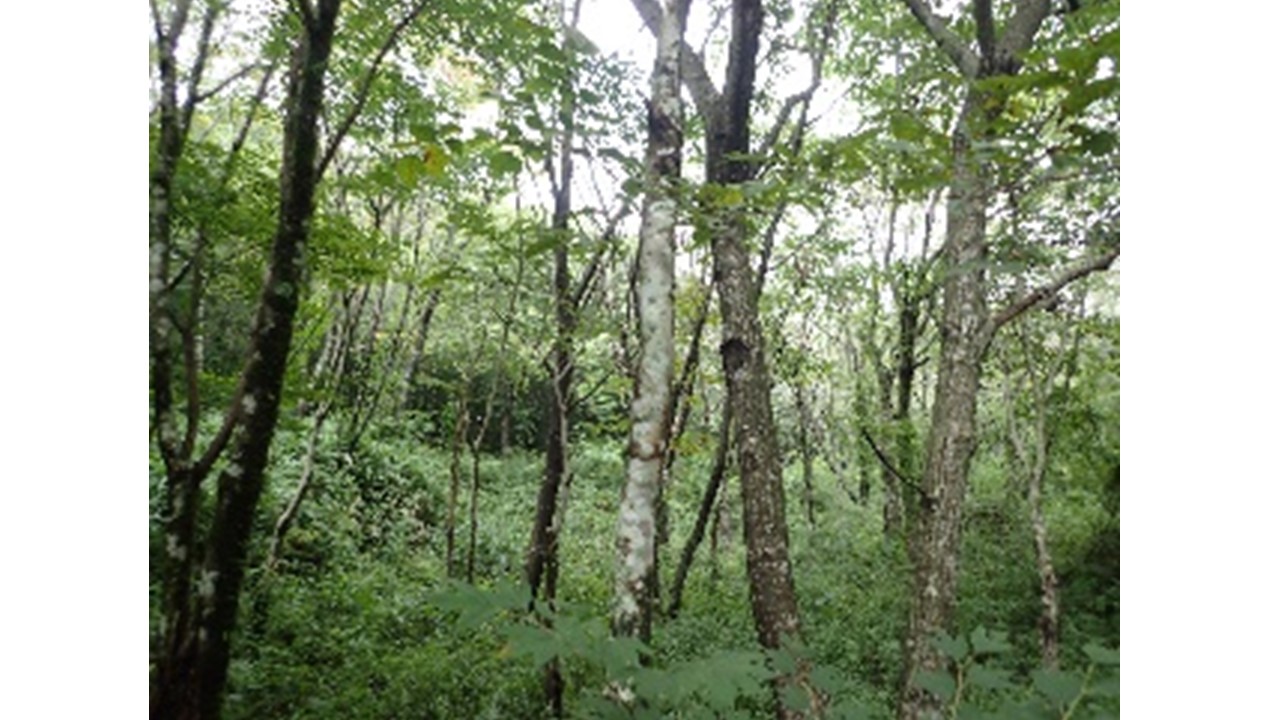 【H30.9撮影】南側の林内の状況