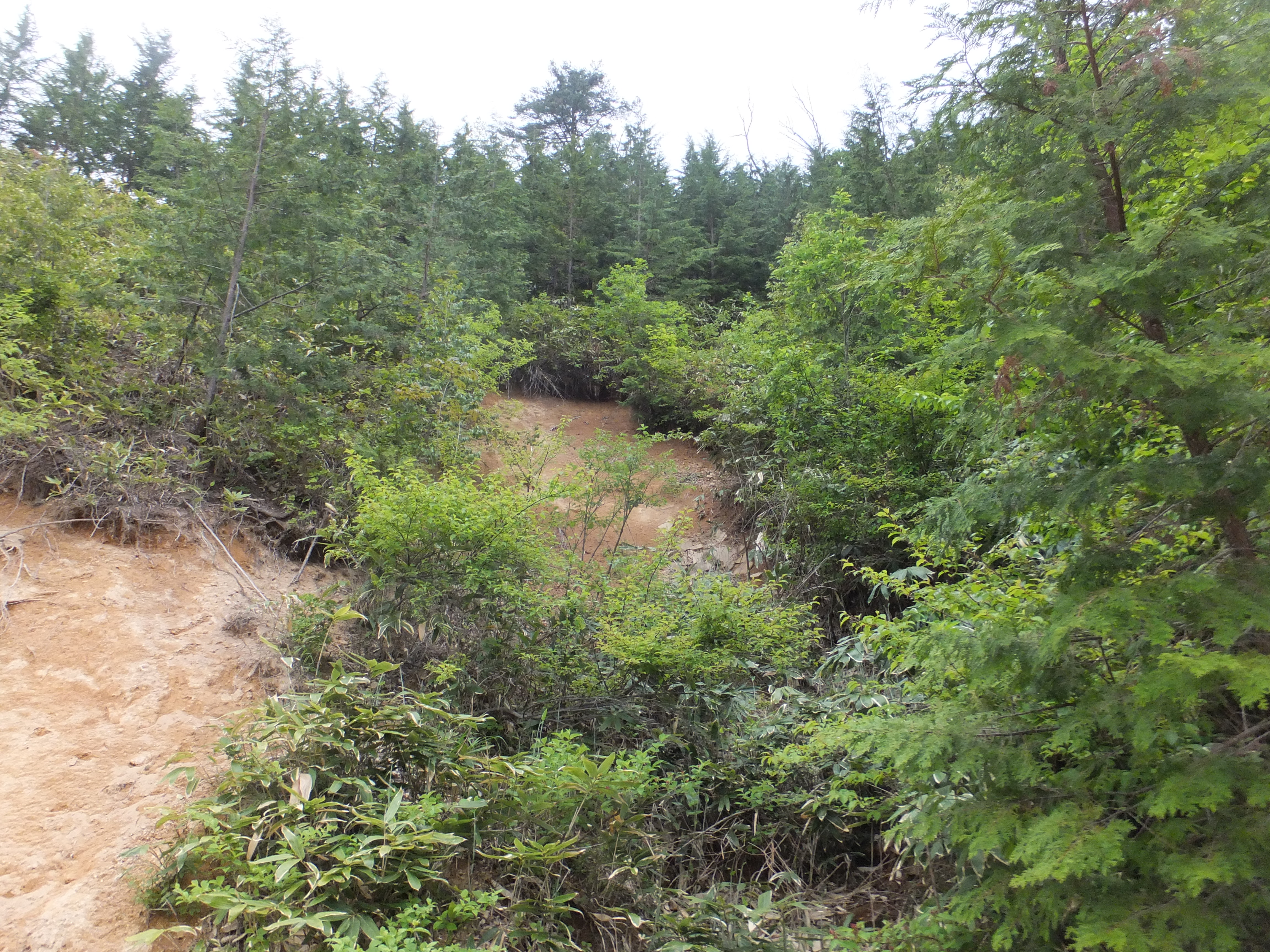 【H28.5撮影】林道に接する部分が断続に崩壊。この箇所が特に大きく崩壊（7m×23m）。