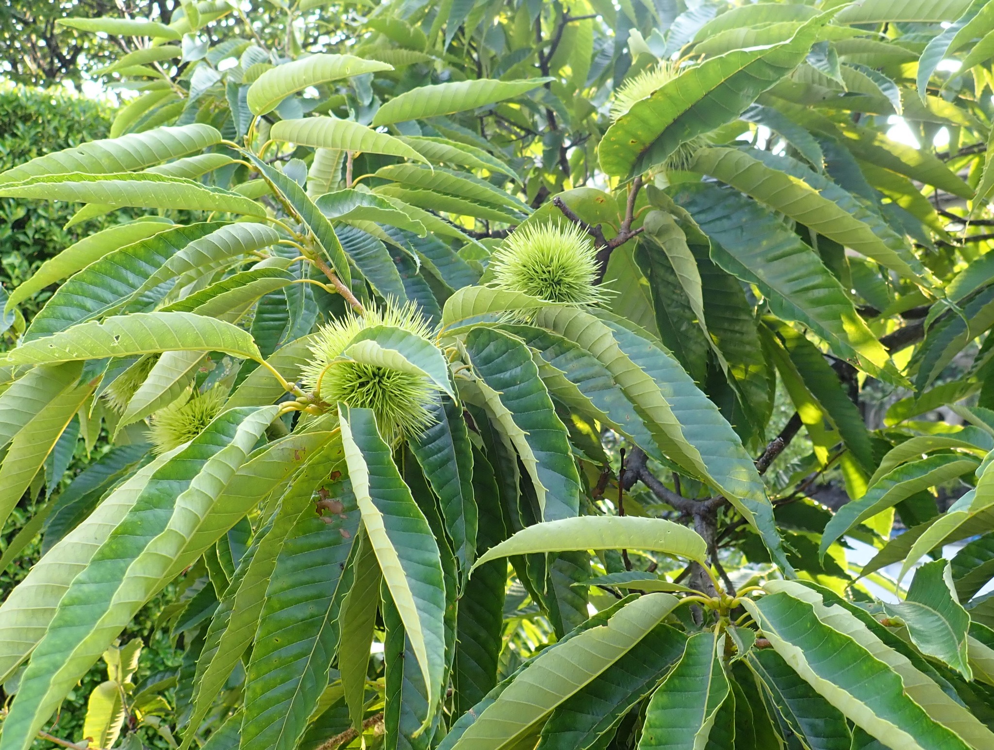 新・動植物歳時記 鳥獣虫魚歳時記 秋冬 | 朝日新聞社, 稲畑 汀子, 飴山 實 |本