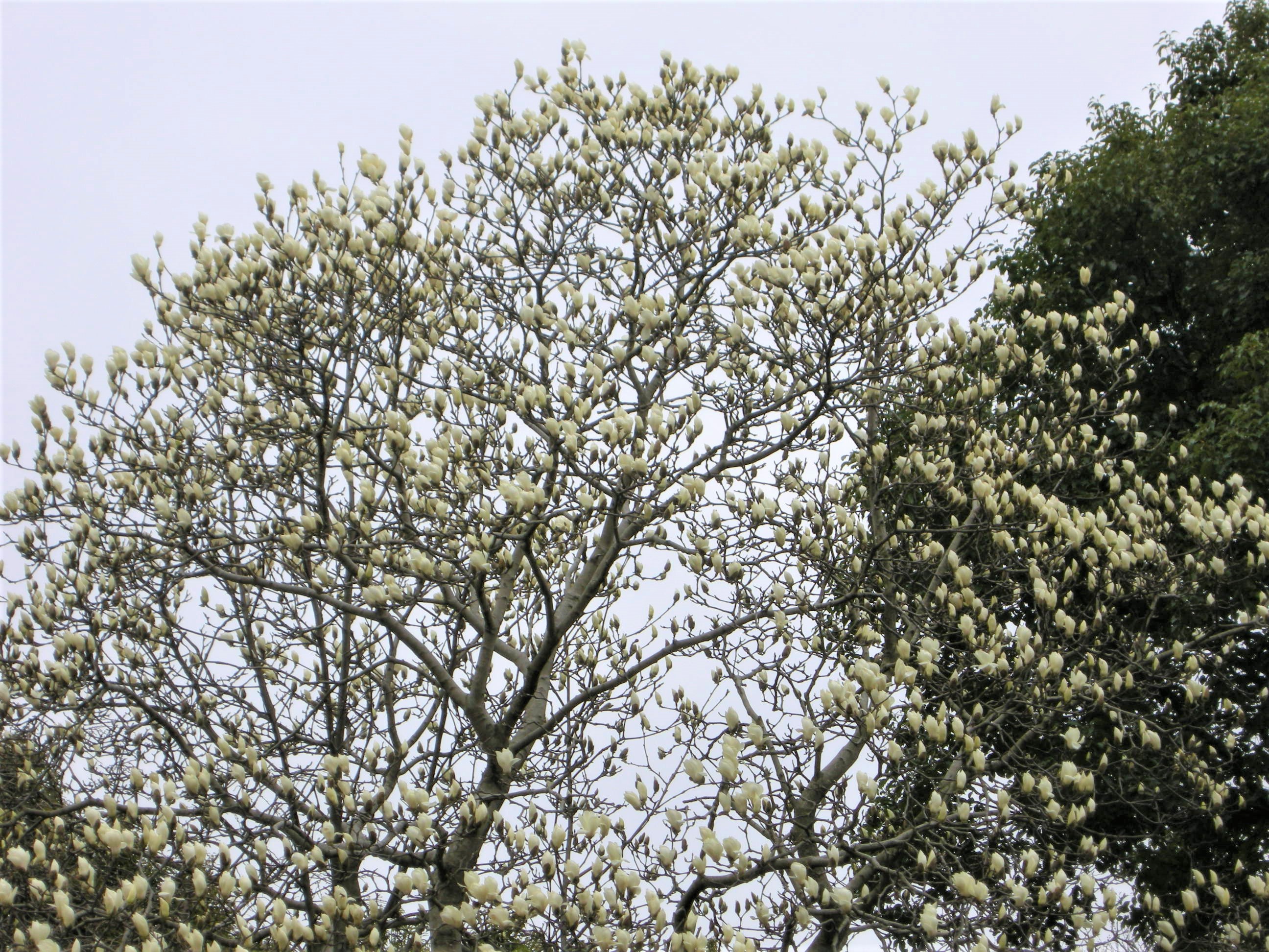 森の植物の歳時記 ハクモクレン 白木蓮 公益財団法人 ニッセイ緑の財団