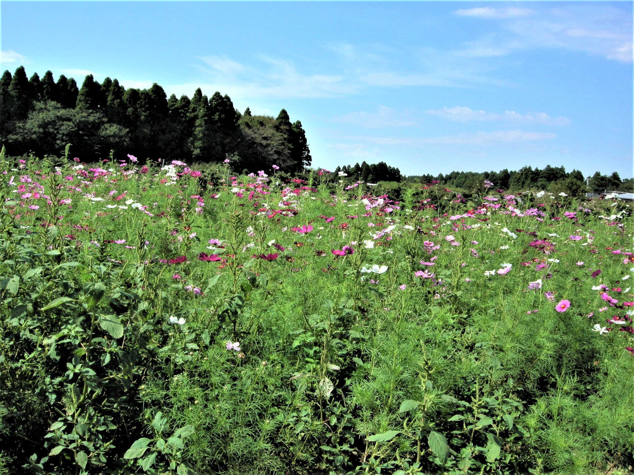 秋桜 - bande