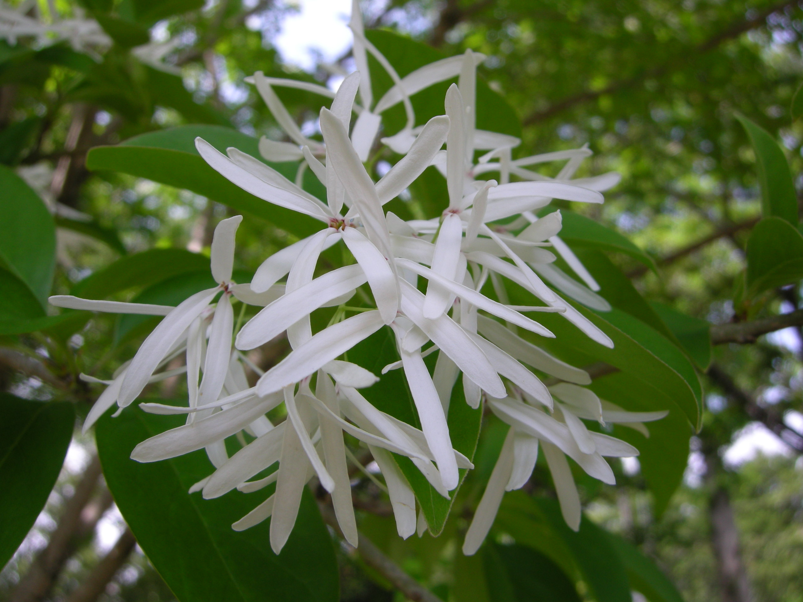 森の植物の歳時記》［62］ 【ヒトツバタゴ（一葉タゴ）】（別名
