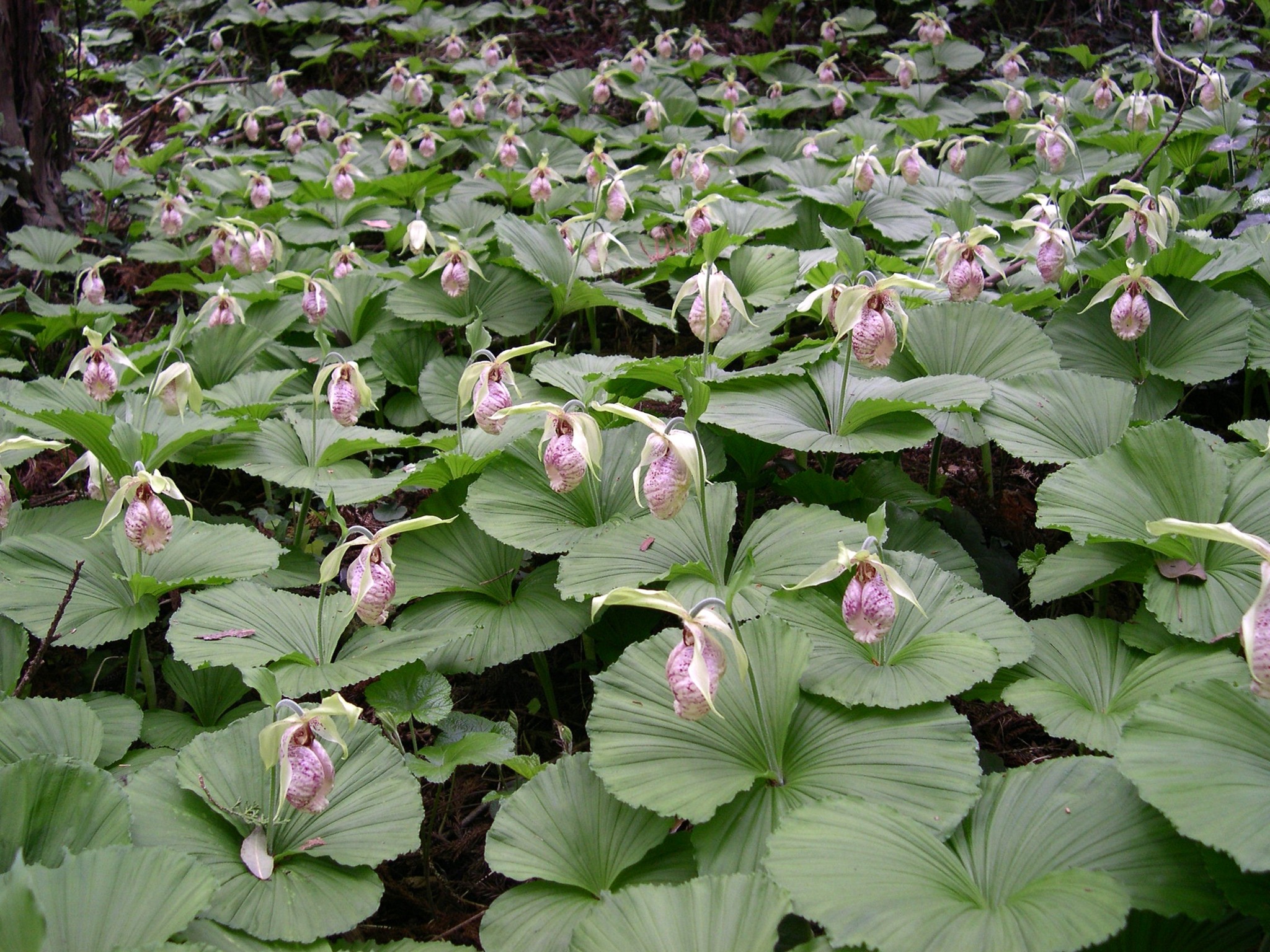 赤花クマガイソウ青森下北産葉芽1芽当たり芽1芽｜花