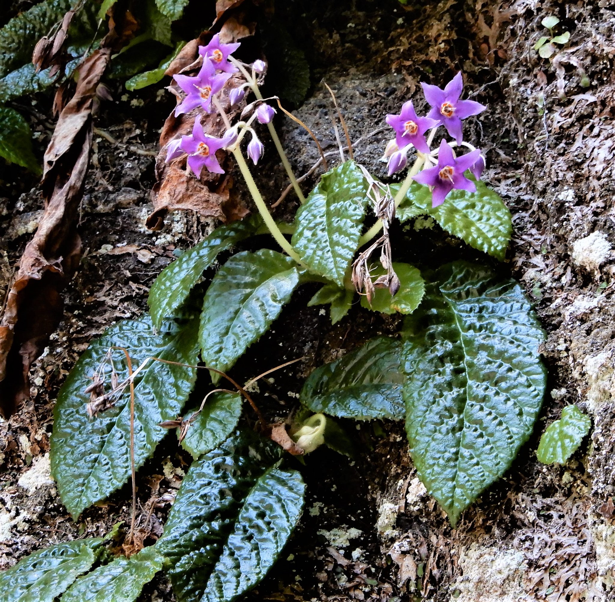 新・動植物歳時記 ちりめん動物歳時記 季節を楽しむ飾りもの