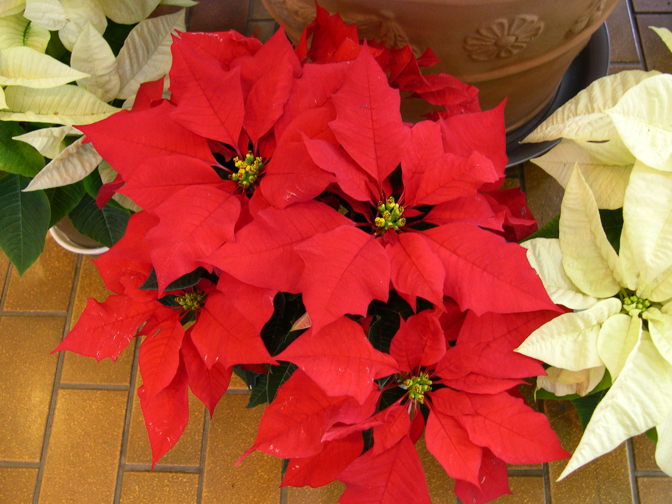 森の植物の歳時記》 ［133］～クリスマス 【ポインセチア