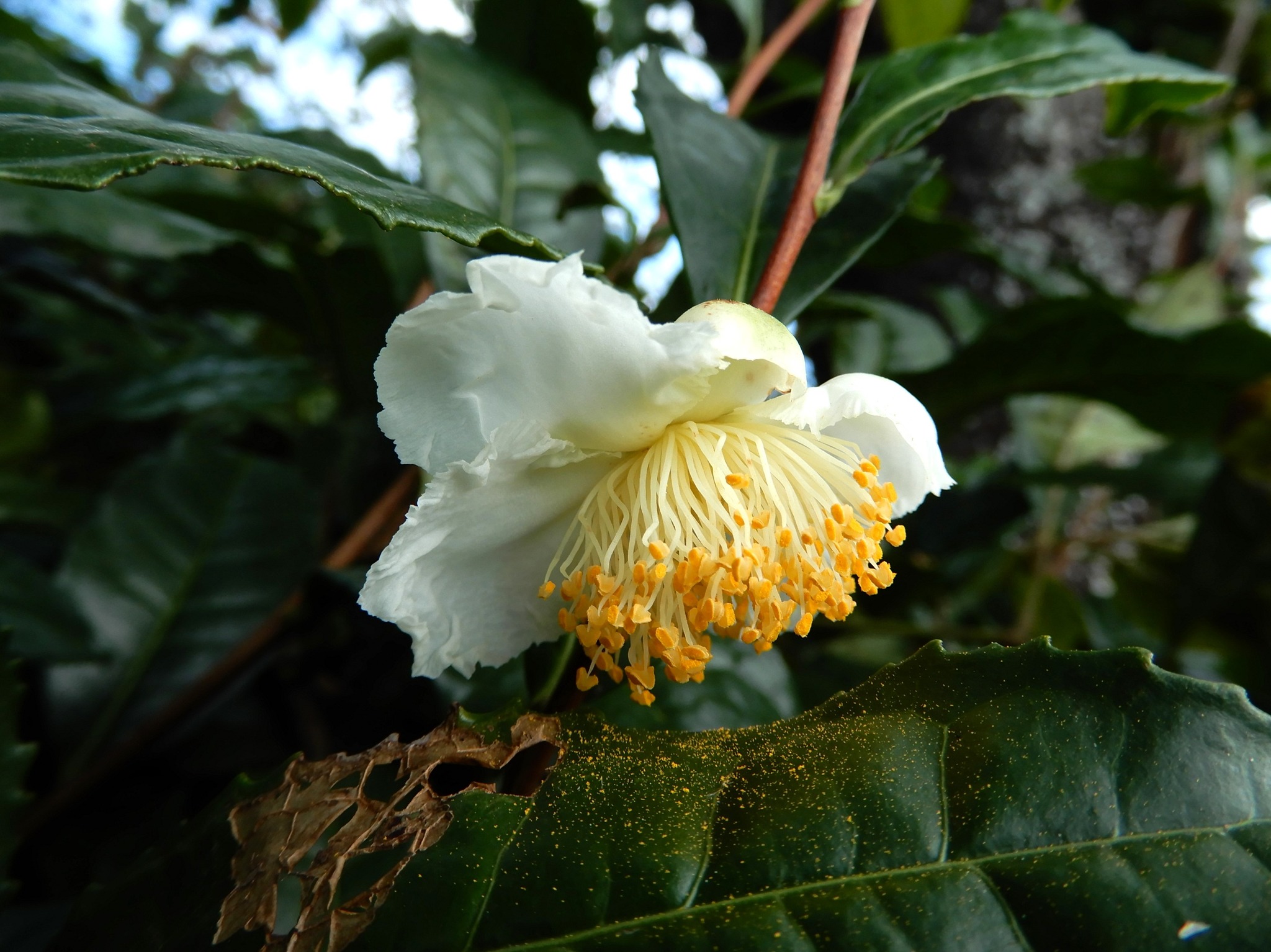 森の植物の歳時記》[226]【チャノキ（茶の木）チャ（茶
