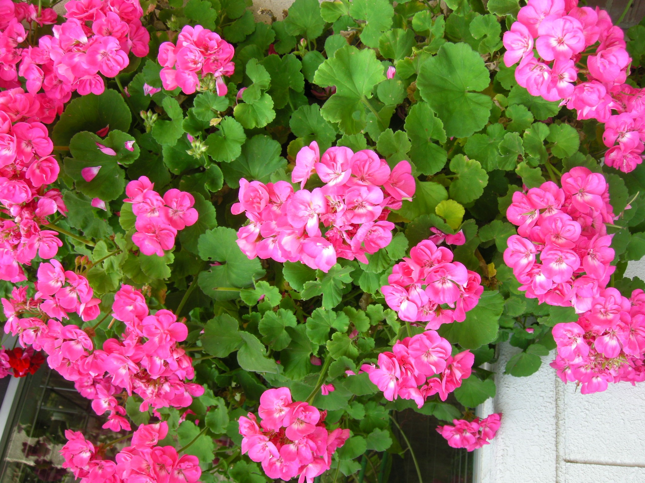 細辛寒葵 森の植物の歳時記》[254]【ゼラニウム】別名 テンジクアオイ
