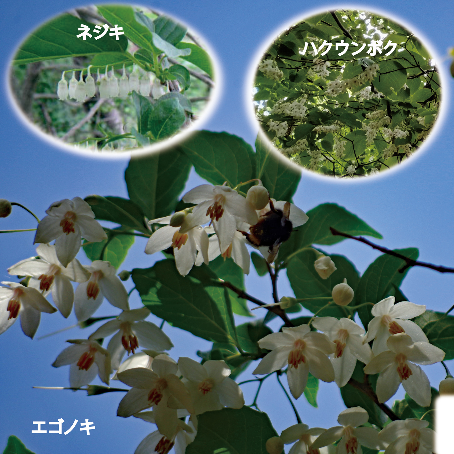 学びの森の生態図鑑No.23》｜公益財団法人 ニッセイ緑の財団