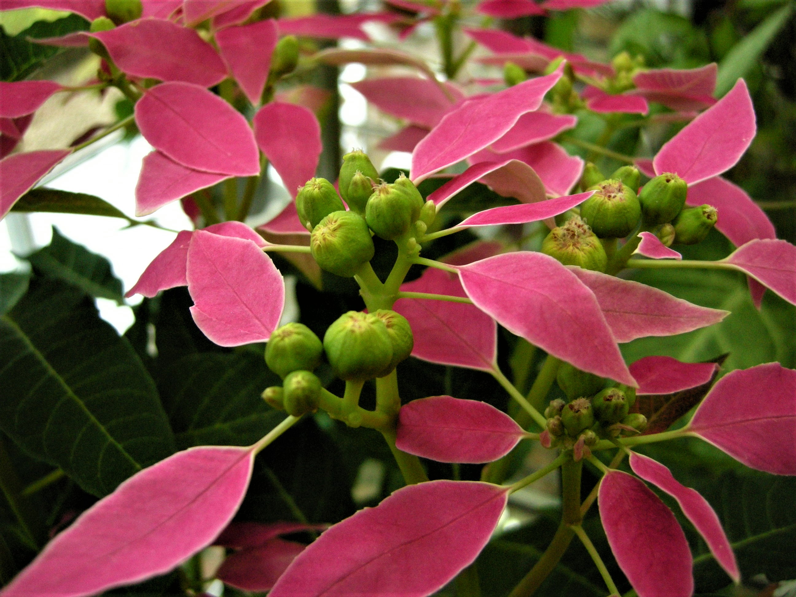 森の植物の歳時記》 ［133］～クリスマス 【ポインセチア
