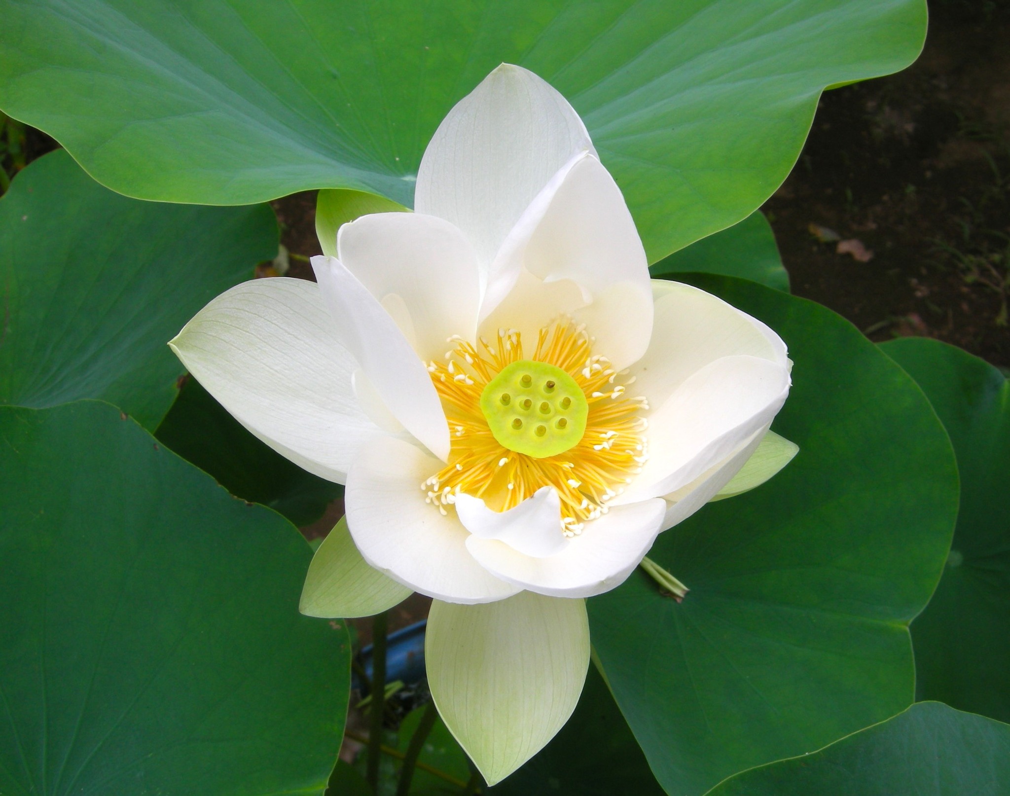 七宝　蓮子(ハス)文水注　明治から大正時代頃 森の植物の歳時記》 [201] 【ハス（蓮）】｜公益財団法人