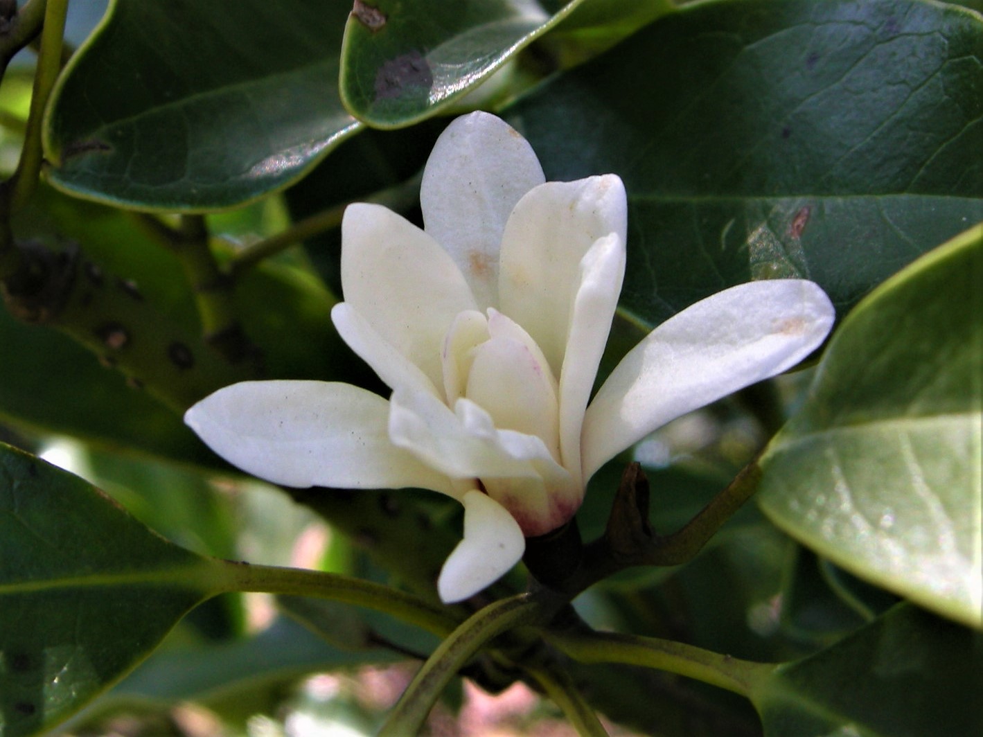 みどりと花の歳時記
