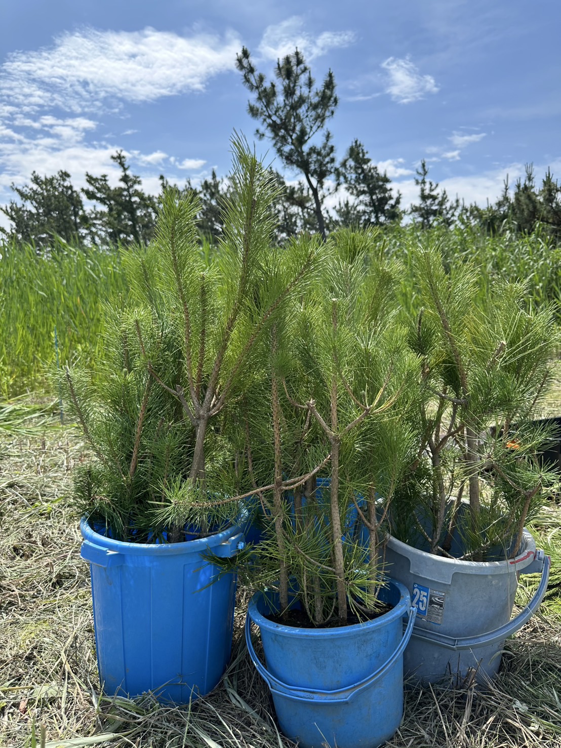 植樹の様子