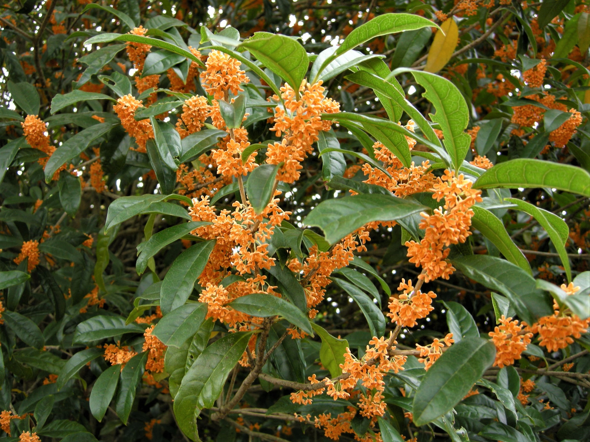 １０９．《キンモクセイ（金木犀）》 | ニッセイ緑の財団ニュース