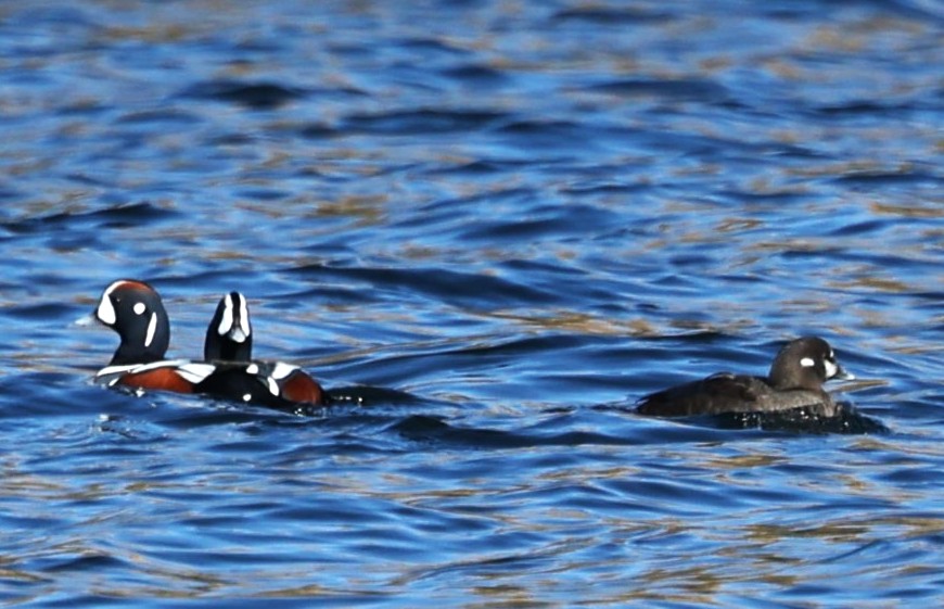 460．《シノリガモ （晨鴨）》 | ニッセイ緑の財団ニュース