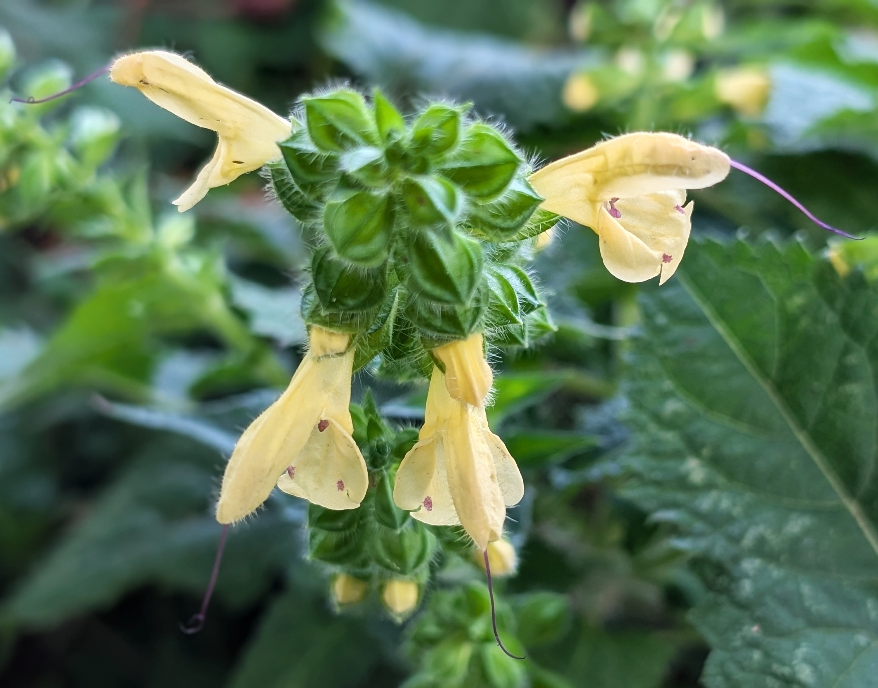 ４２４．《キバナアキギリ（黄花秋桐）》