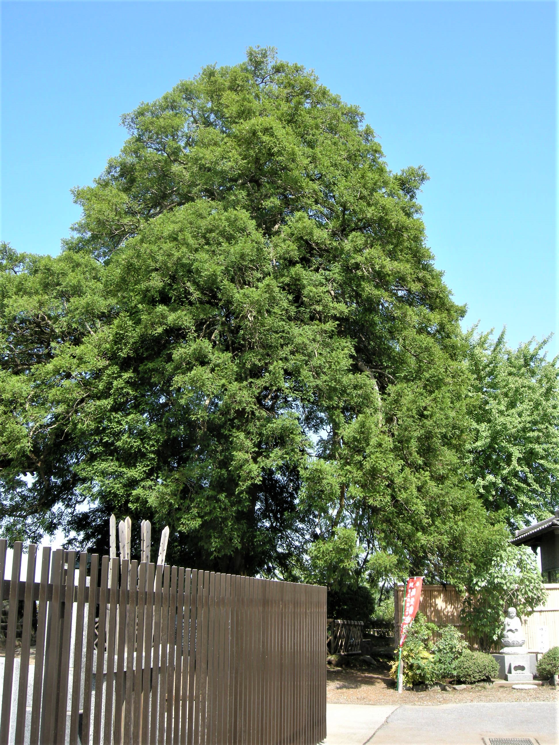 114．《カヤ（榧 栢）》 | ニッセイ緑の財団ニュース